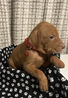 Red, a male Vizsla for sale in Stockton, MO – Photo 5 of 5