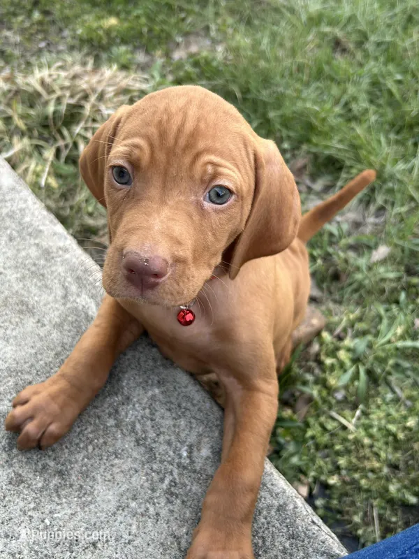 Red – Vizsla puppy for sale in Stockton, MO