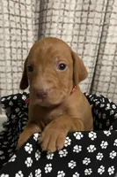 Red, a male Vizsla for sale in Stockton, MO – Photo 3 of 5