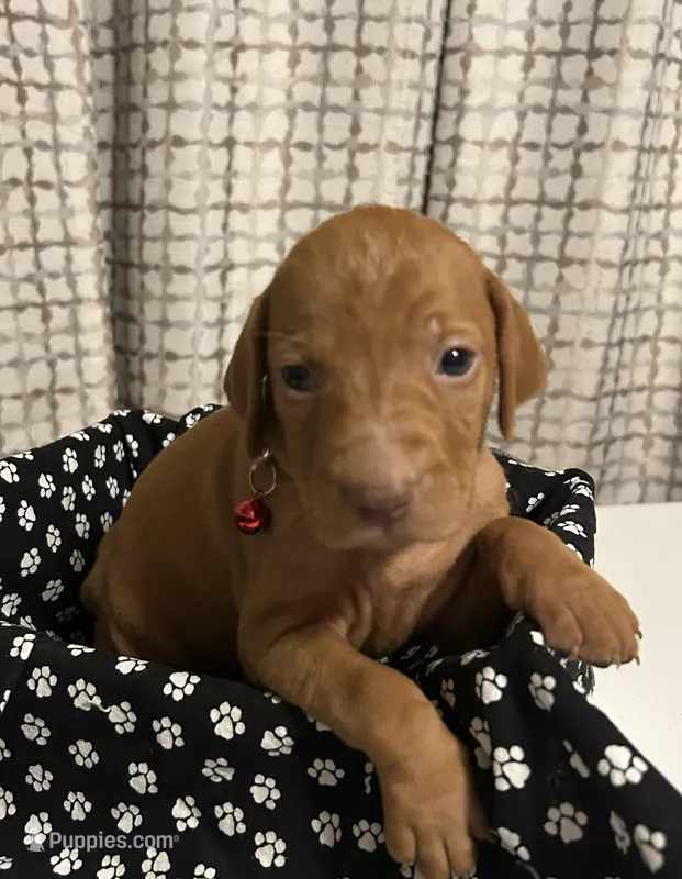 Red, a male Vizsla for sale in Stockton, MO – Photo 1 of 5
