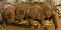 Pink, a female Vizsla for sale in Stockton, MO – 5 of 5