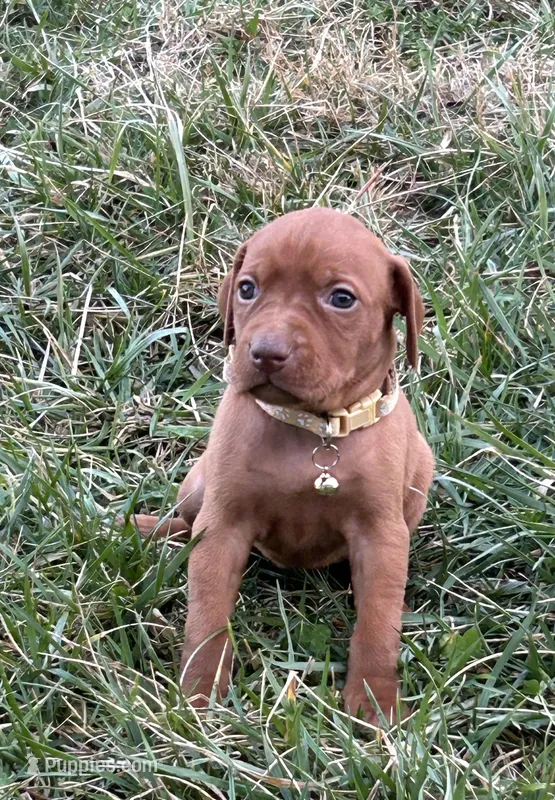 Tan – Vizsla puppy for sale in Stockton, MO