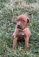 Tan, a female Vizsla for sale in Stockton, MO – Photo 4 of 4