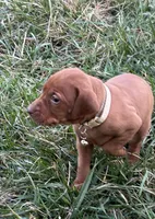 Tan, a female Vizsla for sale in Stockton, MO – Photo 2 of 4