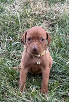 Tan, a female Vizsla for sale in Stockton, MO – Photo 3 of 4