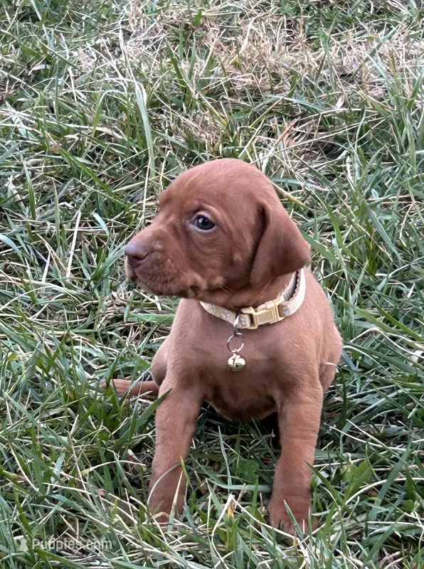 Tan, a female Vizsla for sale in Stockton, MO – Photo 1 of 4