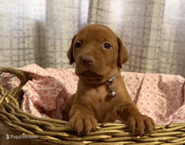 Silver – Vizsla puppy for sale in Stockton, MO