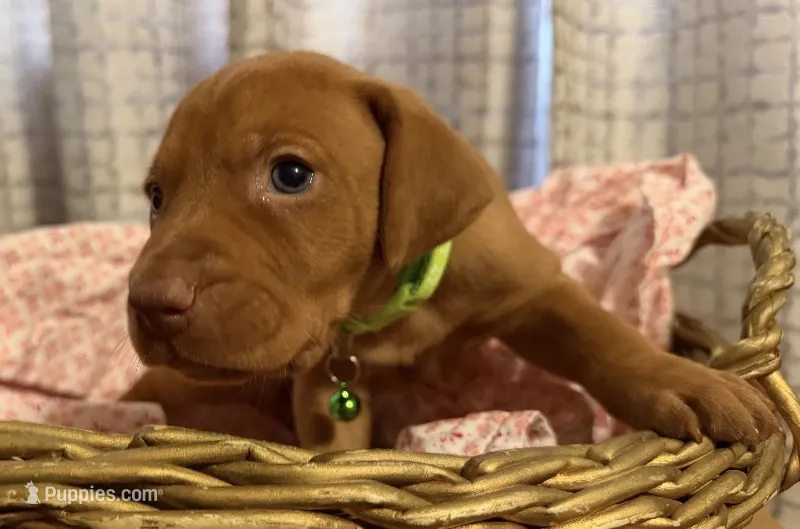 lime – Vizsla puppy for sale in Stockton, MO