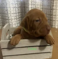 lime, a female Vizsla for sale in Stockton, MO – 2 of 5