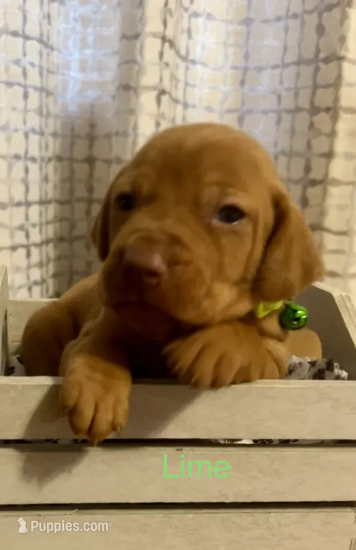 lime – Vizsla puppy for sale in Stockton, MO
