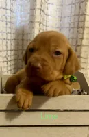 lime, a female Vizsla for sale in Stockton, MO – 1 of 5