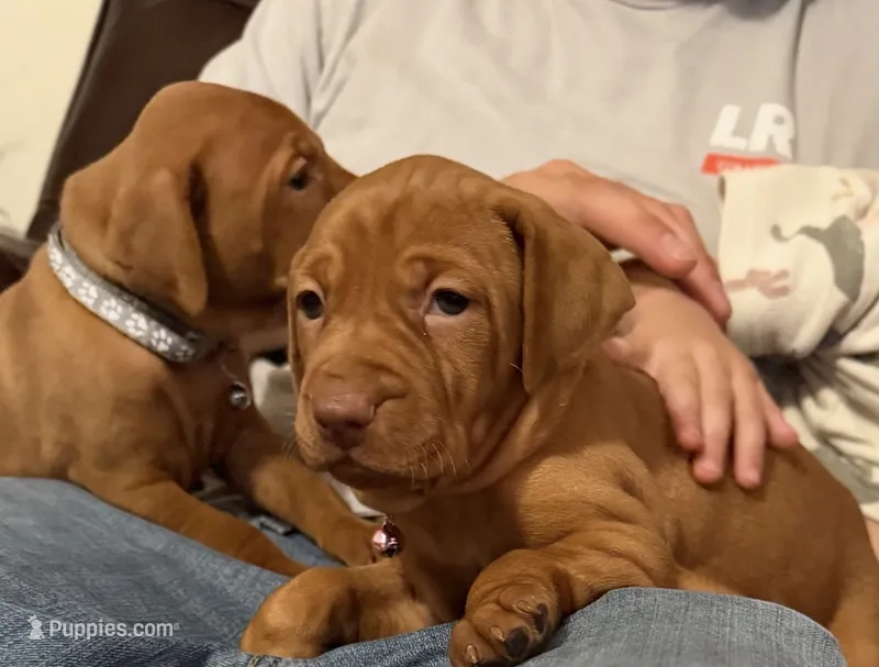 Pink – Vizsla puppy for sale in Stockton, MO