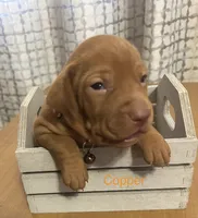 Copper, a male Vizsla for sale in Stockton, MO – 3 of 3