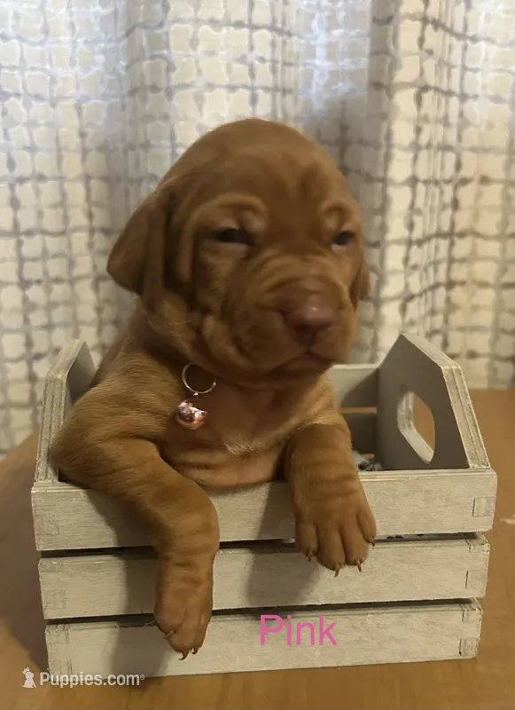Pink – Vizsla puppy for sale in Stockton, MO