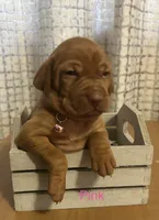 Pink, a female Vizsla for sale in Stockton, MO – 1 of 5