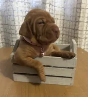 Pink, a female Vizsla for sale in Stockton, MO – 2 of 5