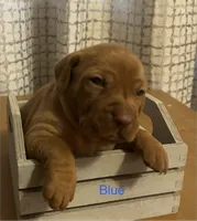 Blue, a female Vizsla for sale in Stockton, MO – 4 of 5