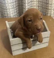 Copper, a male Vizsla for sale in Stockton, MO – 2 of 3