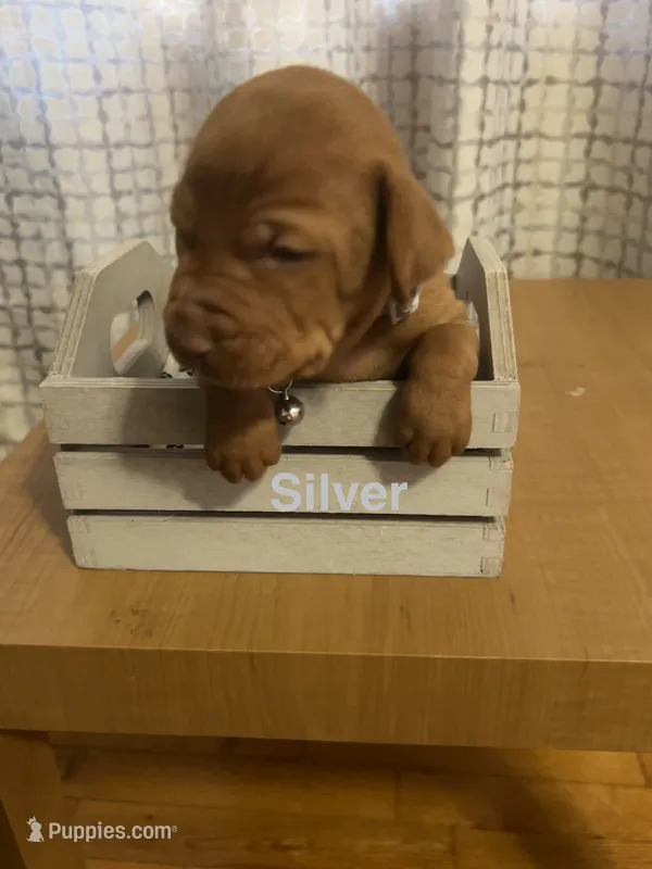 Silver – Vizsla puppy for sale in Stockton, MO