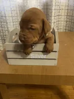 Silver, a female Vizsla for sale in Stockton, MO – 1 of 4