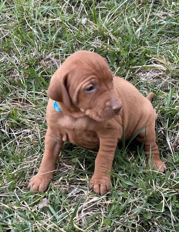 Teal, a female Vizsla for sale in Stockton, MO – Photo 1 of 5