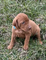 Teal, a female Vizsla for sale in Stockton, MO – Photo 1 of 5