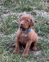 Teal, a female Vizsla for sale in Stockton, MO – Photo 3 of 5