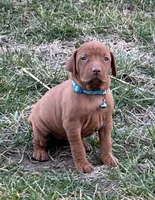 Teal, a female Vizsla for sale in Stockton, MO – Photo 5 of 5