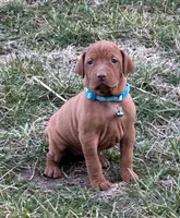 Teal, a female Vizsla for sale in Stockton, MO – Photo 4 of 5