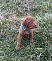 Teal, a female Vizsla for sale in Stockton, MO – Photo 2 of 5