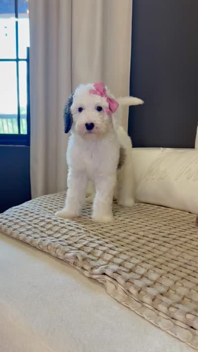 Sprinkle Panda, a female Sheepadoodle for sale in Flatwoods, KY – 5 of 9