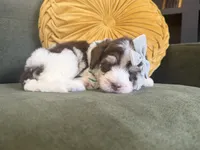 Mia, a female Sheepadoodle for sale in Flatwoods, KY – 4 of 8