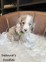 Strawberry, a female Sheepadoodle for sale in Flatwoods, KY – 3 of 5