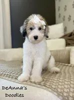 Poopsy, a female Sheepadoodle for sale in Flatwoods, KY – 4 of 10