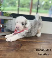 Ben, a male Aussiedoodle and Miniature Aussiedoodle for sale in Flatwoods, KY – 3 of 5