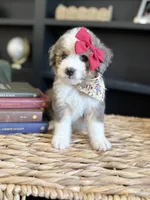 Sue, a female Aussiedoodle and Miniature Aussiedoodle for sale in Flatwoods, KY – 5 of 8