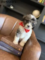 Loki, a male Bernedoodle for sale in Flatwoods, KY – Photo 4 of 7