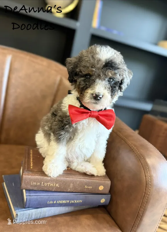 Loki – Bernedoodle puppy for sale in Flatwoods, KY