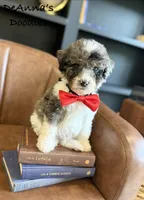 Loki, a male Bernedoodle for sale in Flatwoods, KY – Photo 1 of 7