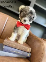 Loki, a male Bernedoodle for sale in Flatwoods, KY – Photo 2 of 7