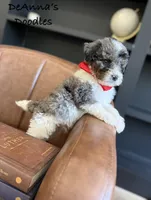 Loki, a male Bernedoodle for sale in Flatwoods, KY – Photo 6 of 7