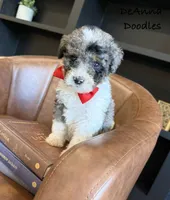 Loki, a male Bernedoodle for sale in Flatwoods, KY – Photo 5 of 7