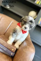 Loki, a male Bernedoodle for sale in Flatwoods, KY – Photo 7 of 7