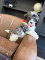 Loki, a male Bernedoodle for sale in Flatwoods, KY – Photo 3 of 7