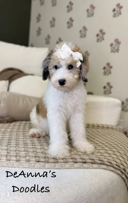 Poopsy – Sheepadoodle puppy for sale in Flatwoods, KY