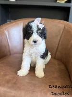 Aphrodite, a female Bernedoodle for sale in Flatwoods, KY – Photo 2 of 4