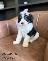 Aphrodite, a female Bernedoodle for sale in Flatwoods, KY – Photo 4 of 4