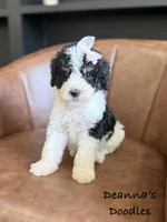 Aphrodite, a female Bernedoodle for sale in Flatwoods, KY – Photo 1 of 4