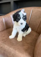 Aphrodite, a female Bernedoodle for sale in Flatwoods, KY – Photo 3 of 4