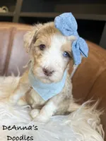 Strawberry, a female Sheepadoodle for sale in Flatwoods, KY – 4 of 5
